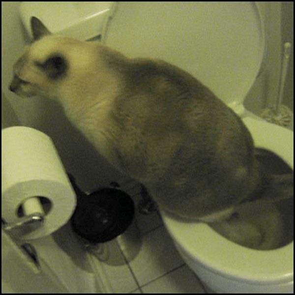 Facebook Loser | TheFurFiles