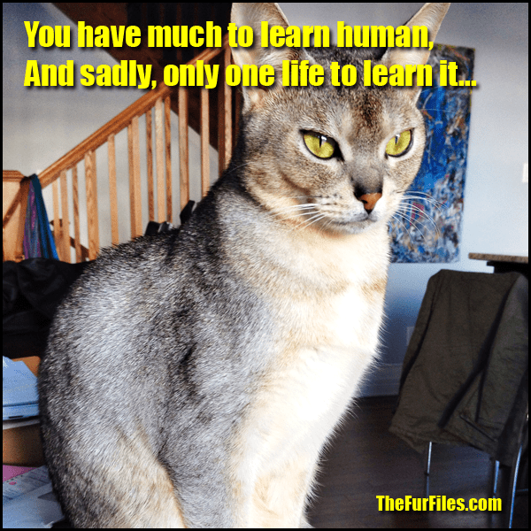 This Is How Smart Cats Really Are | TheFurFiles