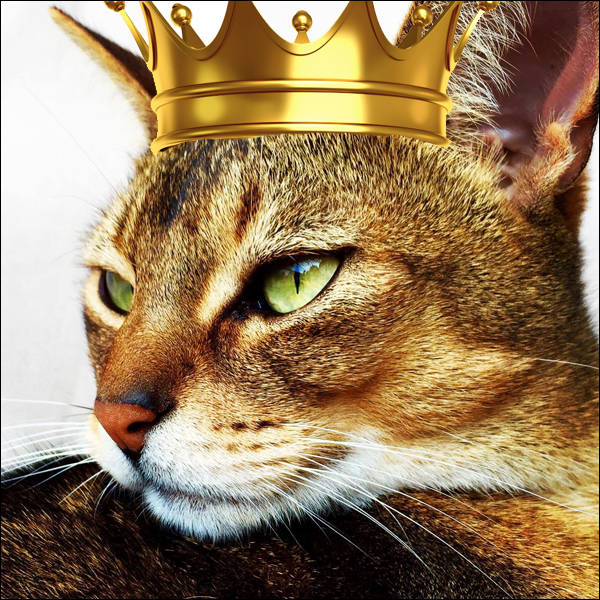 The Difference Between Dogs And Cats | TheFurFiles